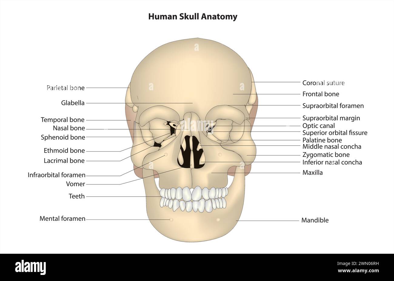 Cranio umano anatomia Illustrazione Vettoriale