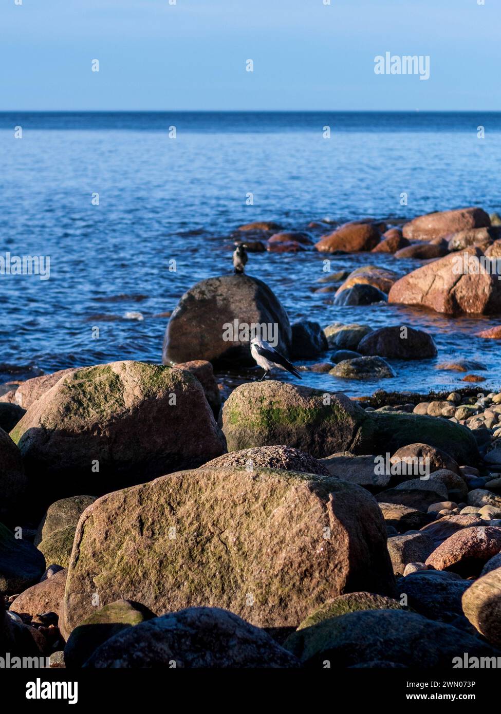 Nel mezzo della luce che svanisce, un Corvus cornix si erge a sentinella sulla costa frastagliata, un silenzioso osservatore delle maree mutevoli e della tranquilla bellezza del TW Foto Stock