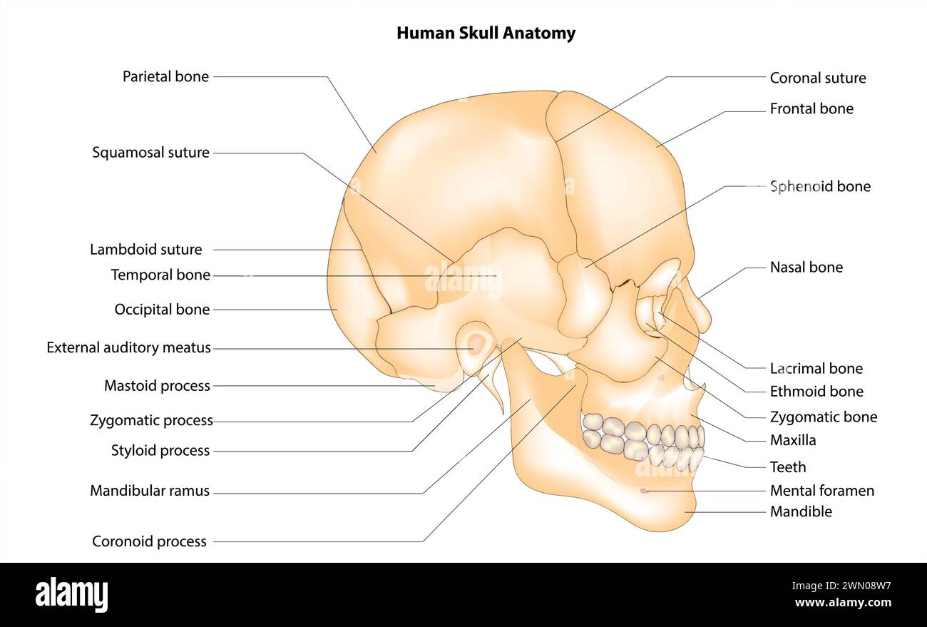 Cranio umano anatomia Illustrazione Vettoriale