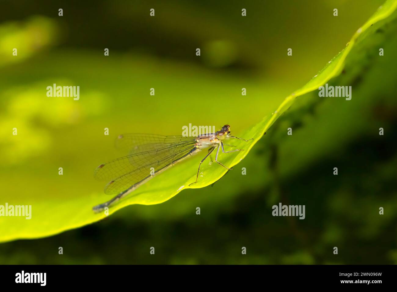 Dasselfly, Willamette Mission state Park, Oregon Foto Stock