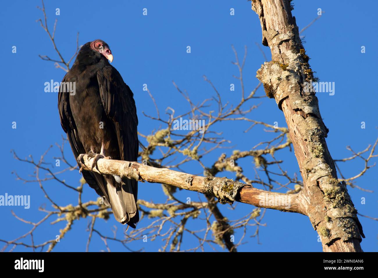 Turchia Vulture (Cathartes aura), Riverside Park, Stayton, Oregon Foto Stock