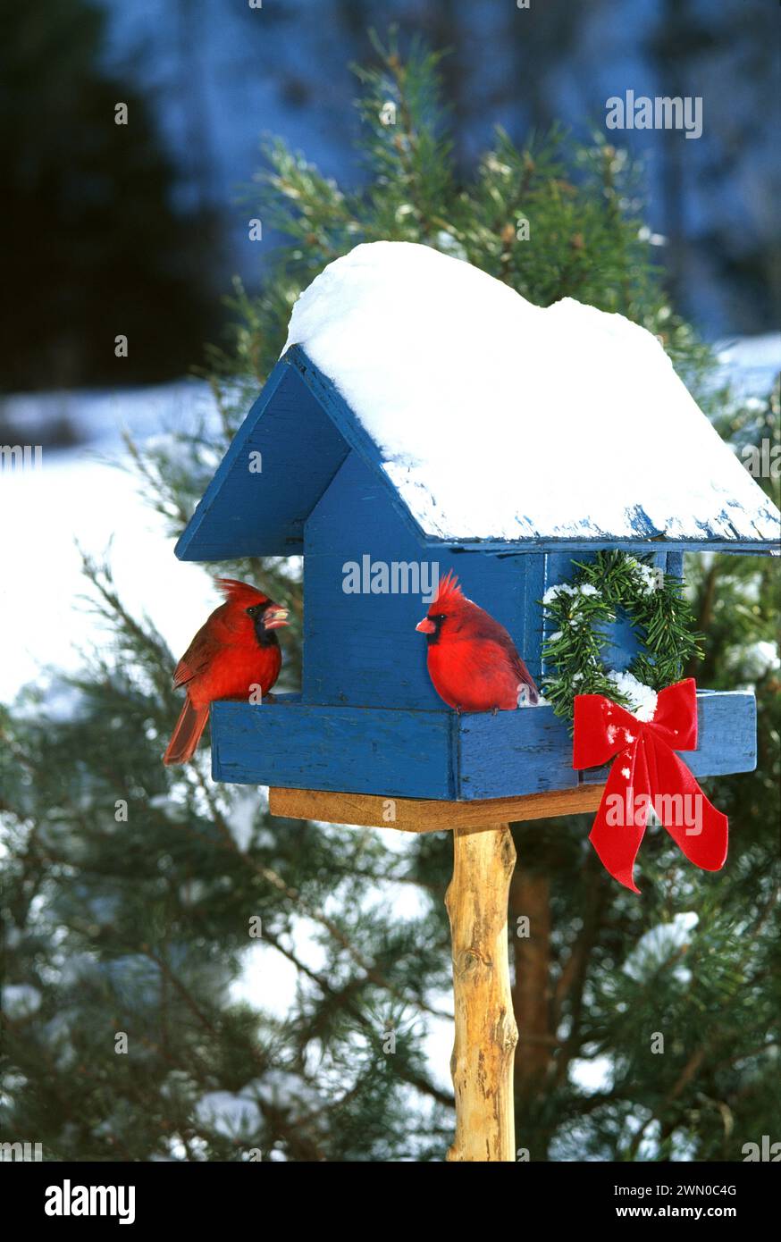 Due cardinali rossi, cardinali cardinali, interagiscono e mangiano in un alimentatore per uccelli dipinto di blu decorato con una corona di Natale e un arco rosso, USA Foto Stock