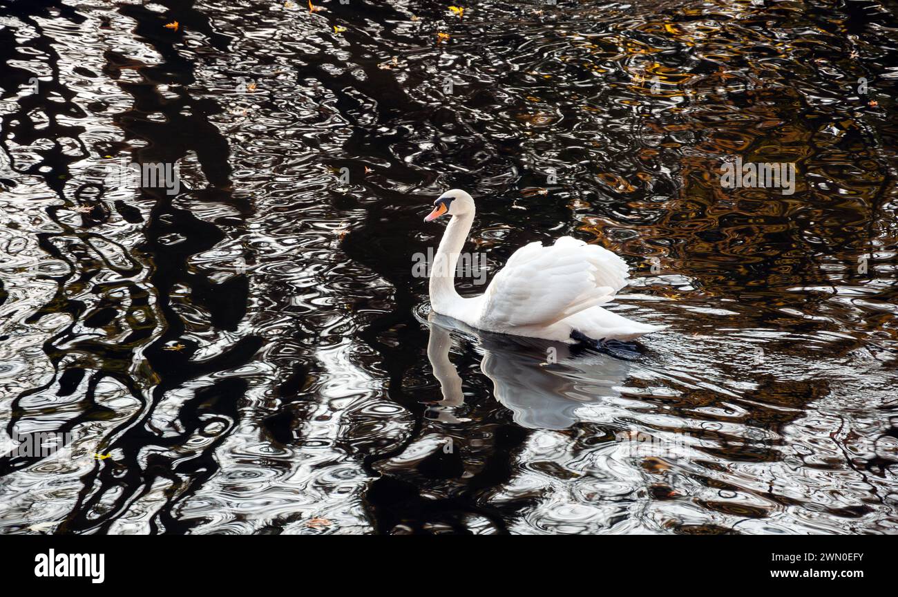 Bellissimo cigno bianco su una superficie ondulata scura Foto Stock