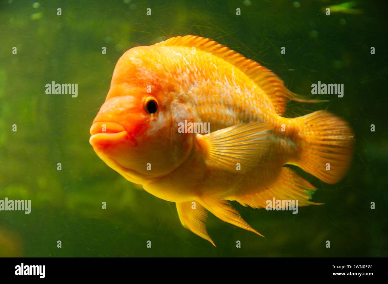 Grande pesce ciclide Amphilophus citrinellus su sfondo verde Foto Stock