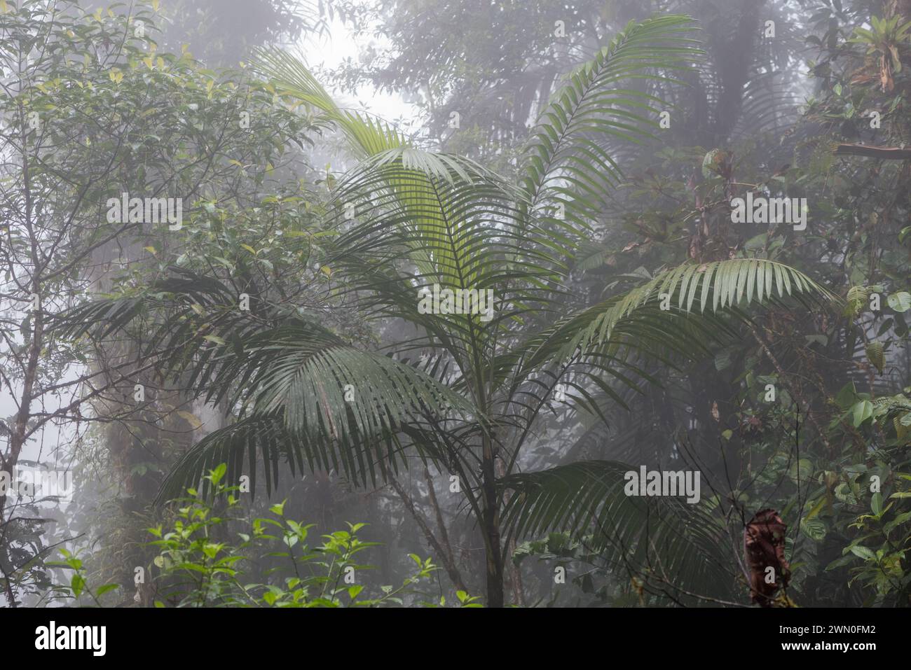 Una palma nana nella foresta pluviale con la pioggia... Tipico clima della foresta pluviale Foto Stock
