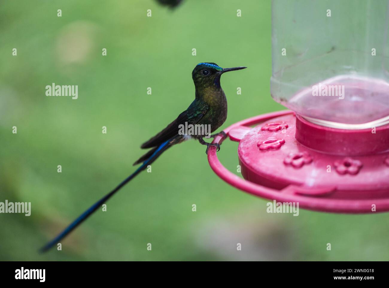 Maschio Sylph (Aglaicercus coelestis) dalla coda viola su un alimentatore in Colombia Foto Stock