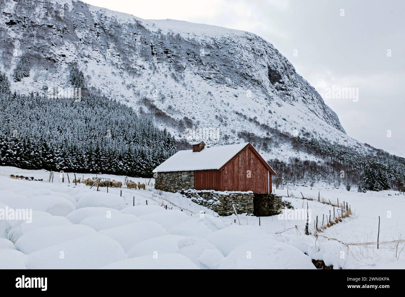 Penna per pecore a Flø in Norvegia Foto Stock