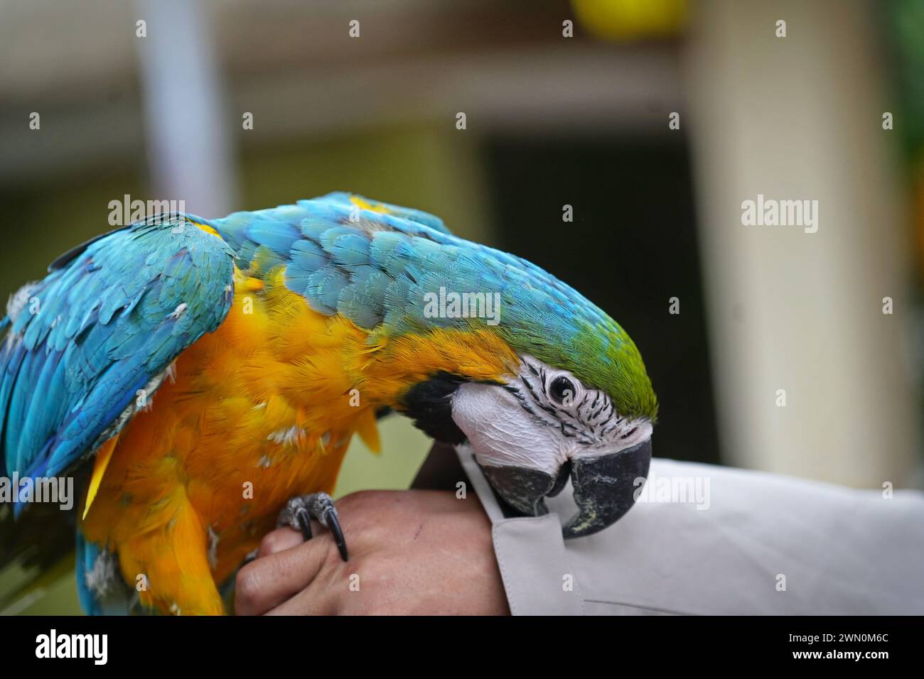 Pappagallo Blue e Gold Macaw che mangiano cibo nelle mani. Foto Stock