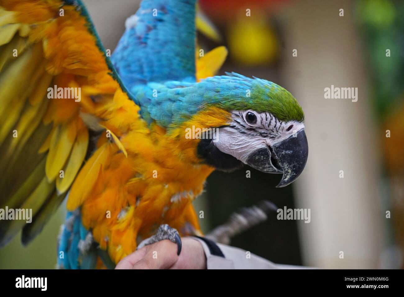 Pappagallo Blue e Gold Macaw che mangiano cibo nelle mani. Foto Stock