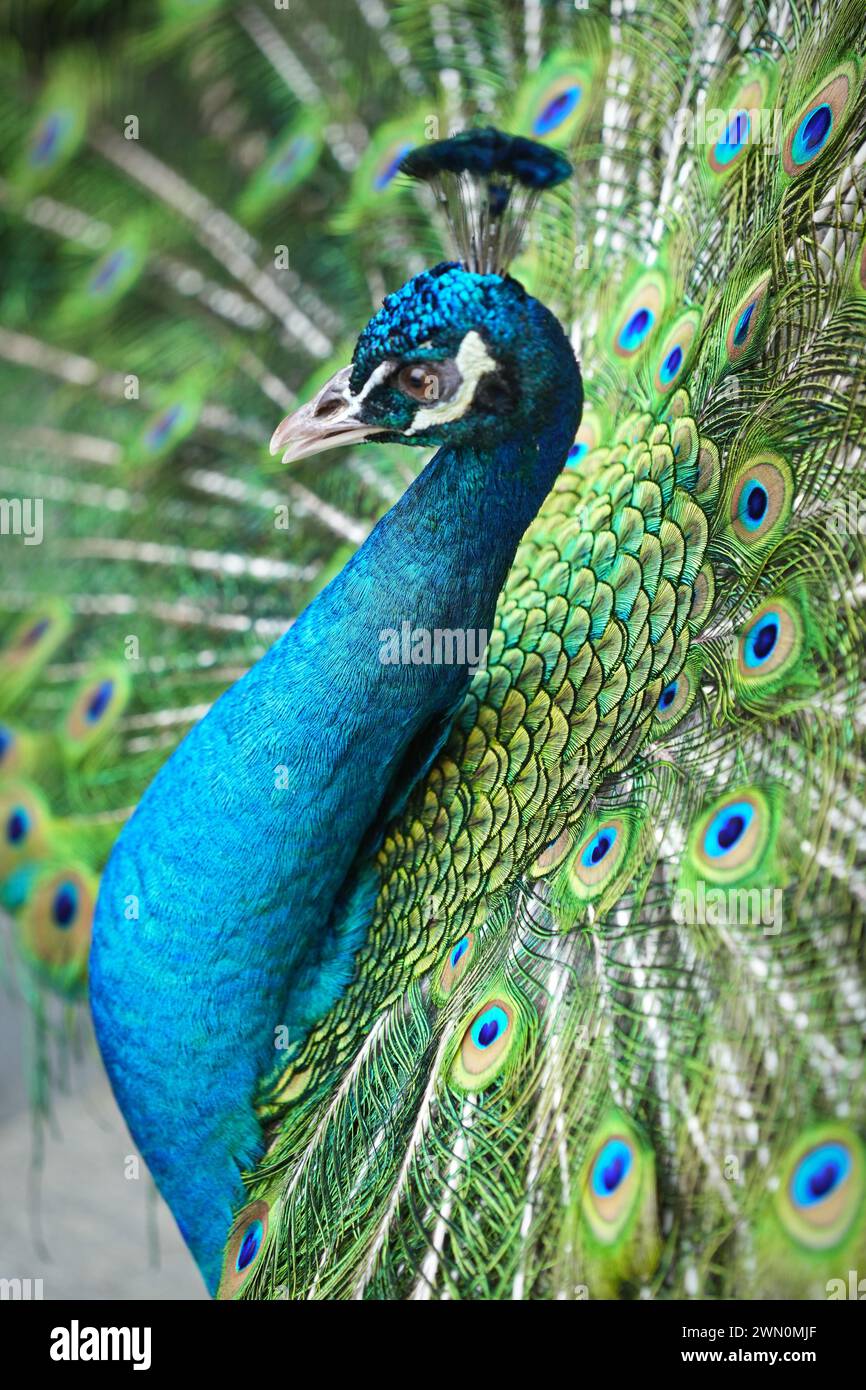 Un pavone maschio mostra la sua testa piuma Foto Stock