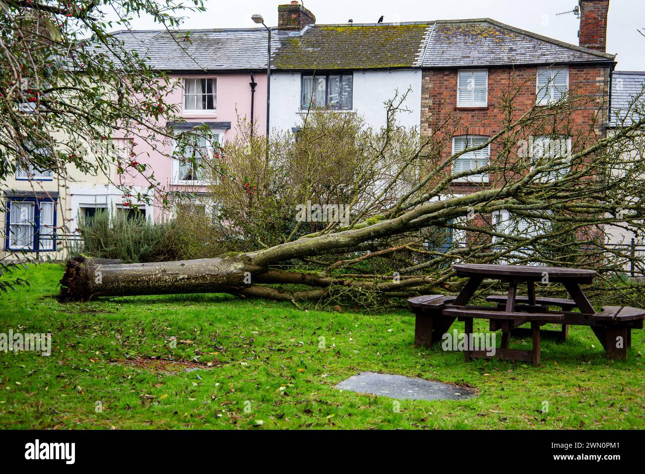 Albero sradicato caduto nel cimitero della chiesa di St Peters, strada principale di Marlborough Wiltshire Regno Unito Foto Stock