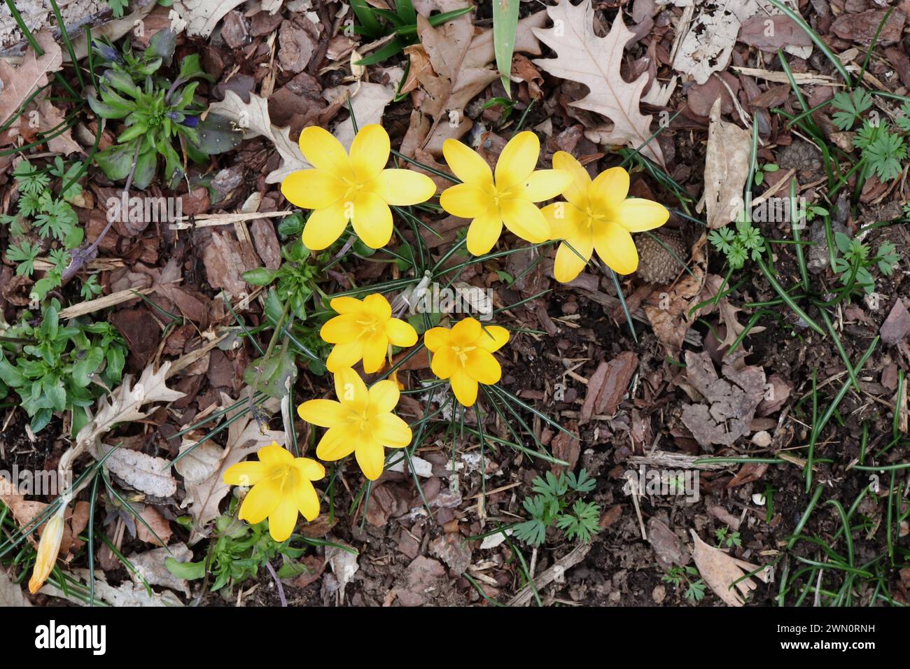 L'Araldo giallo di Crocus di primavera Foto Stock