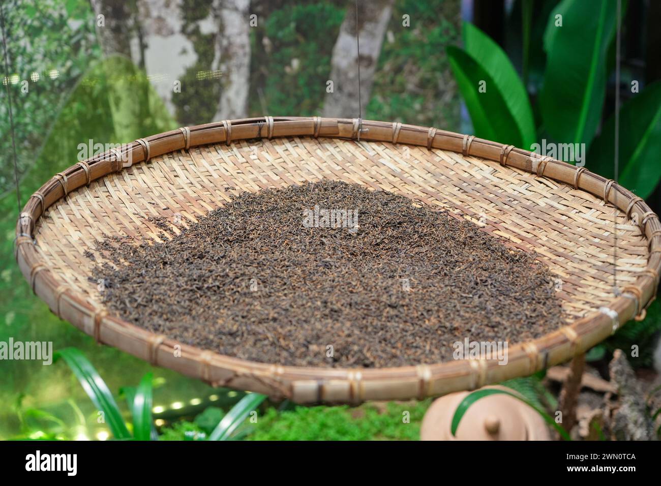 Asciugare le foglie di tè in un vassoio di bambù Foto Stock
