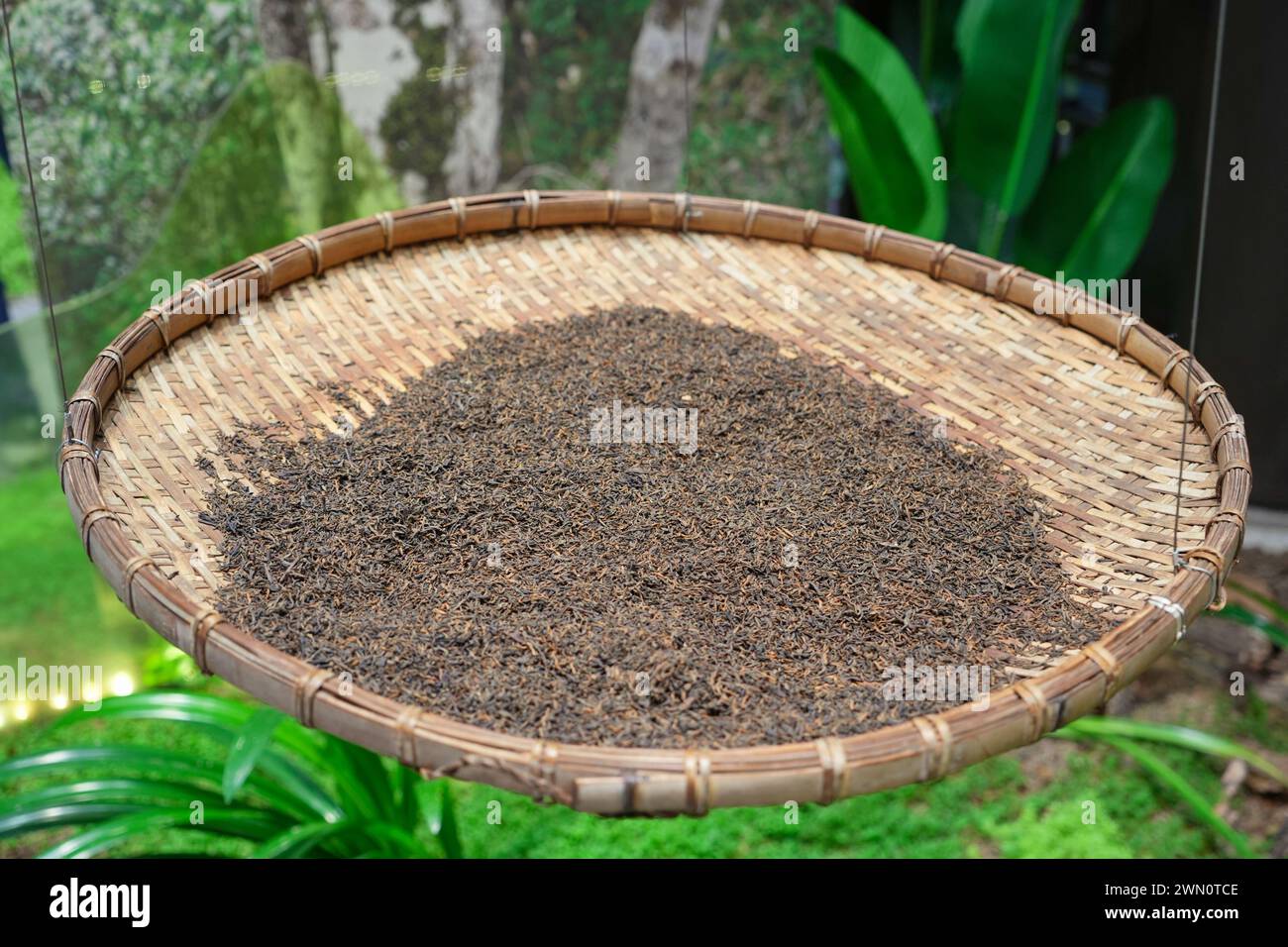 Asciugare le foglie di tè in un vassoio di bambù Foto Stock