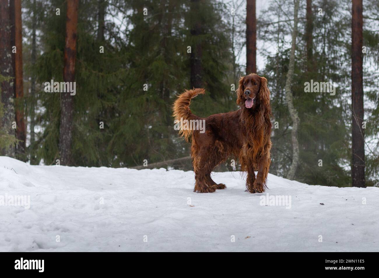 Setter irlandese alla caccia. Colono irlandese nella foresta. A caccia con un cane Foto Stock