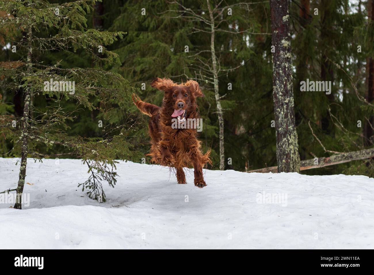 Setter irlandese alla caccia. Colono irlandese nella foresta. A caccia con un cane Foto Stock