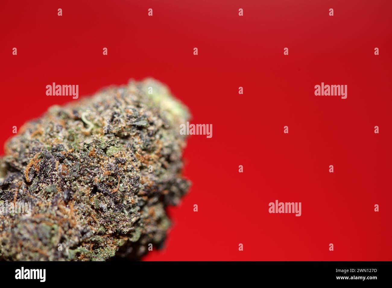 Primo piano del bocciolo di cannabis Gandalf O.G Purple Haze Weed cali Variety grande formato di alta qualità download istantaneo di fotografie di scorta Foto Stock