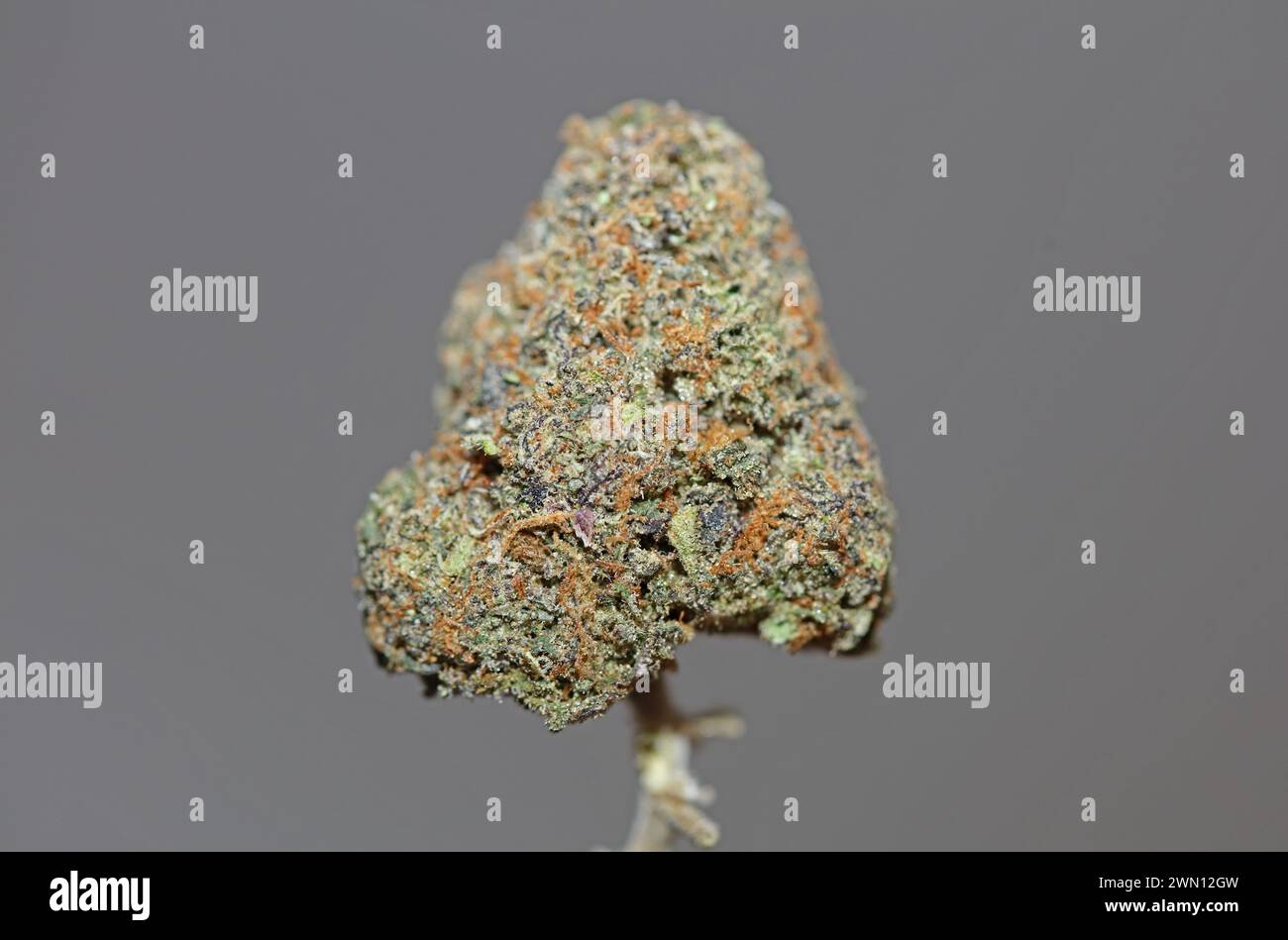 Primo piano del bocciolo di cannabis Gandalf O.G Purple Haze Weed cali Variety grande formato di alta qualità download istantaneo di fotografie di scorta Foto Stock