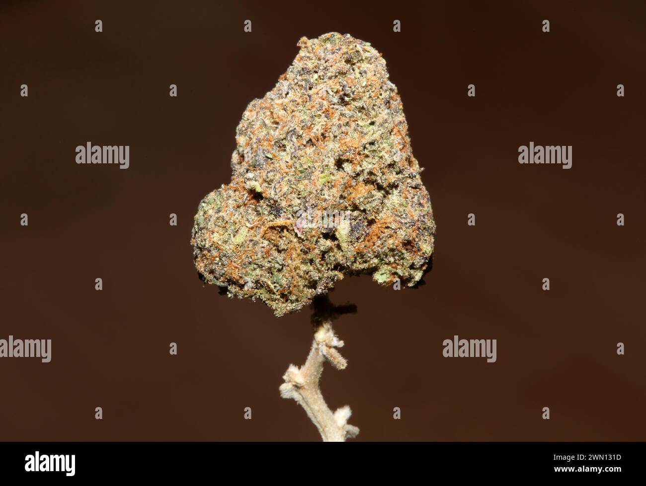 Primo piano del bocciolo di cannabis Gandalf O.G Purple Haze Weed cali Variety grande formato di alta qualità download istantaneo di fotografie di scorta Foto Stock