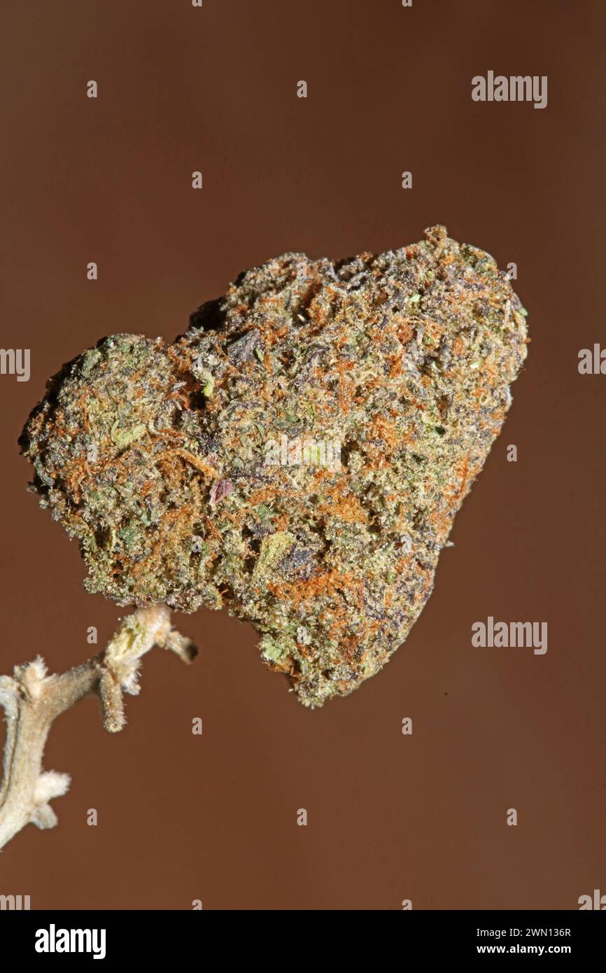 Primo piano del bocciolo di cannabis Gandalf O.G Purple Haze Weed cali Variety grande formato di alta qualità download istantaneo di fotografie di scorta Foto Stock