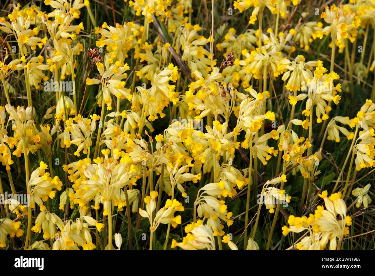 Primula veris "Cowslip" Foto Stock