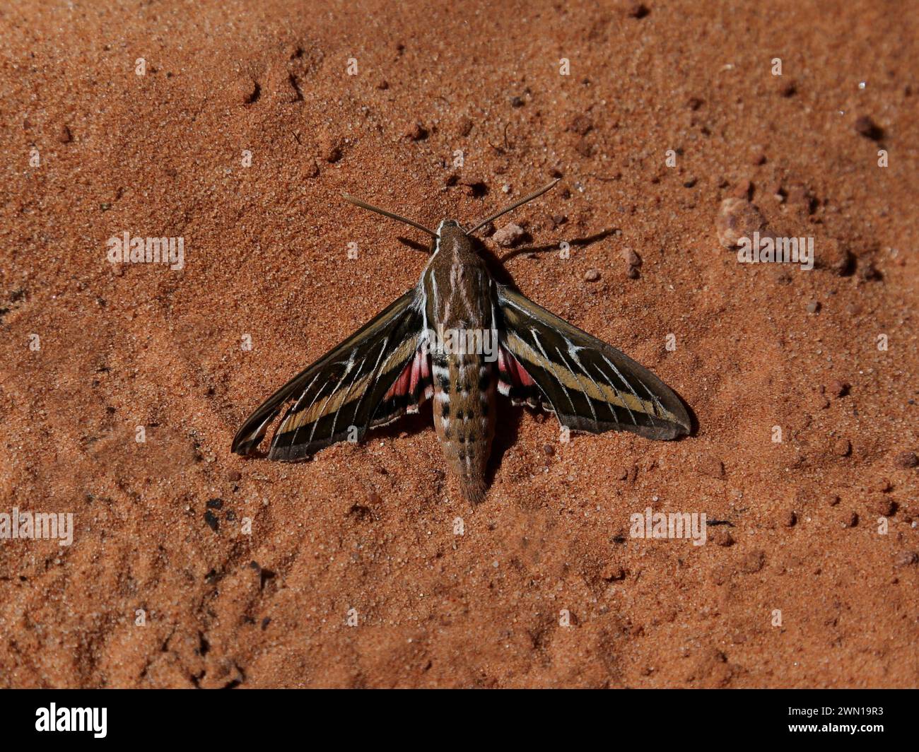 Una Sfinge Moth (linea Hyles) rivestita di bianco, che sorge sul terreno sabbioso di un canyon vicino a Page, Arizona. Foto Stock