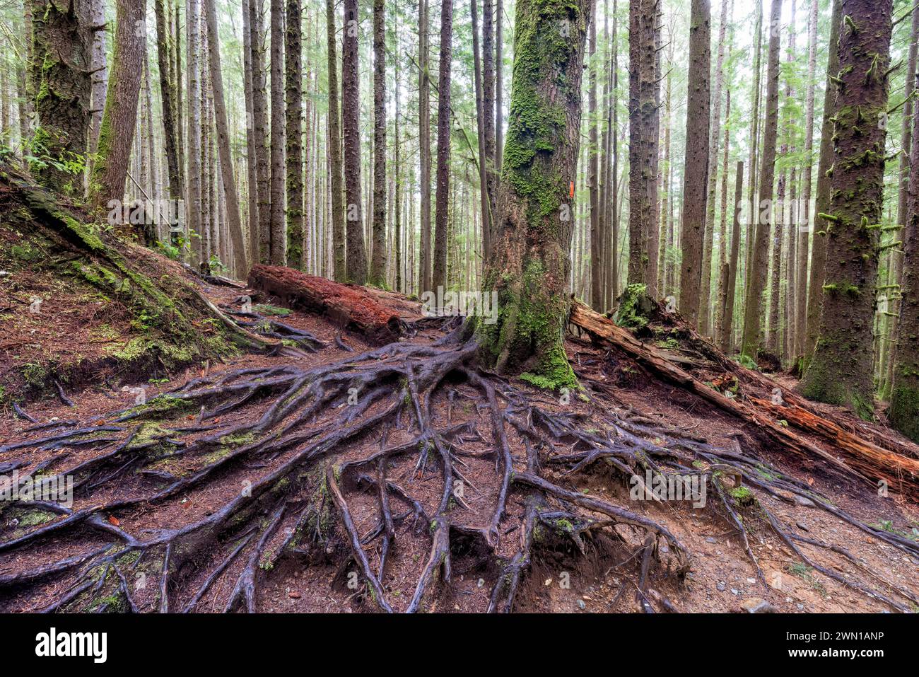 Sentiero coperto di radici fino a Mystic Beach - Sooke, Isola di Vancouver, Columbia Britannica, Canada Foto Stock