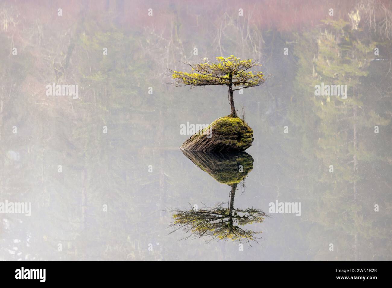 Fairy Lake Bonsai Tree (un piccolo abete di Douglas che cresce su un tronco sommerso nel lago Fairy) - Port Renfrew, Isola di Vancouver, Columbia Britannica, Canada Foto Stock