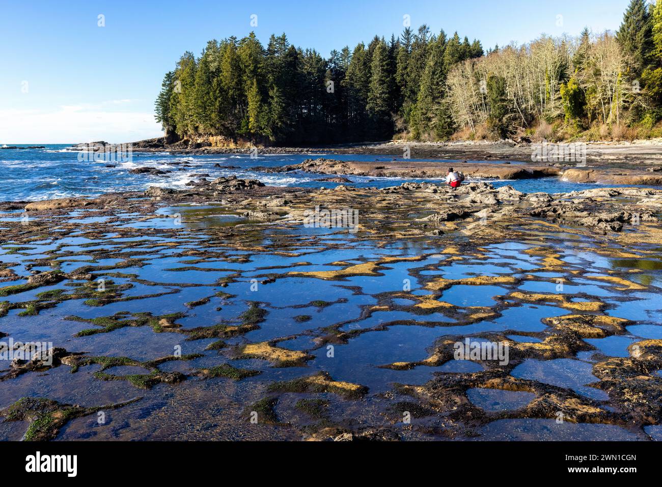 Piscina con maree a Botanical Beach - Juan de Fuca Provincial Park - Port Renfrew, Vancouver Island, British Columbia, Canada Foto Stock