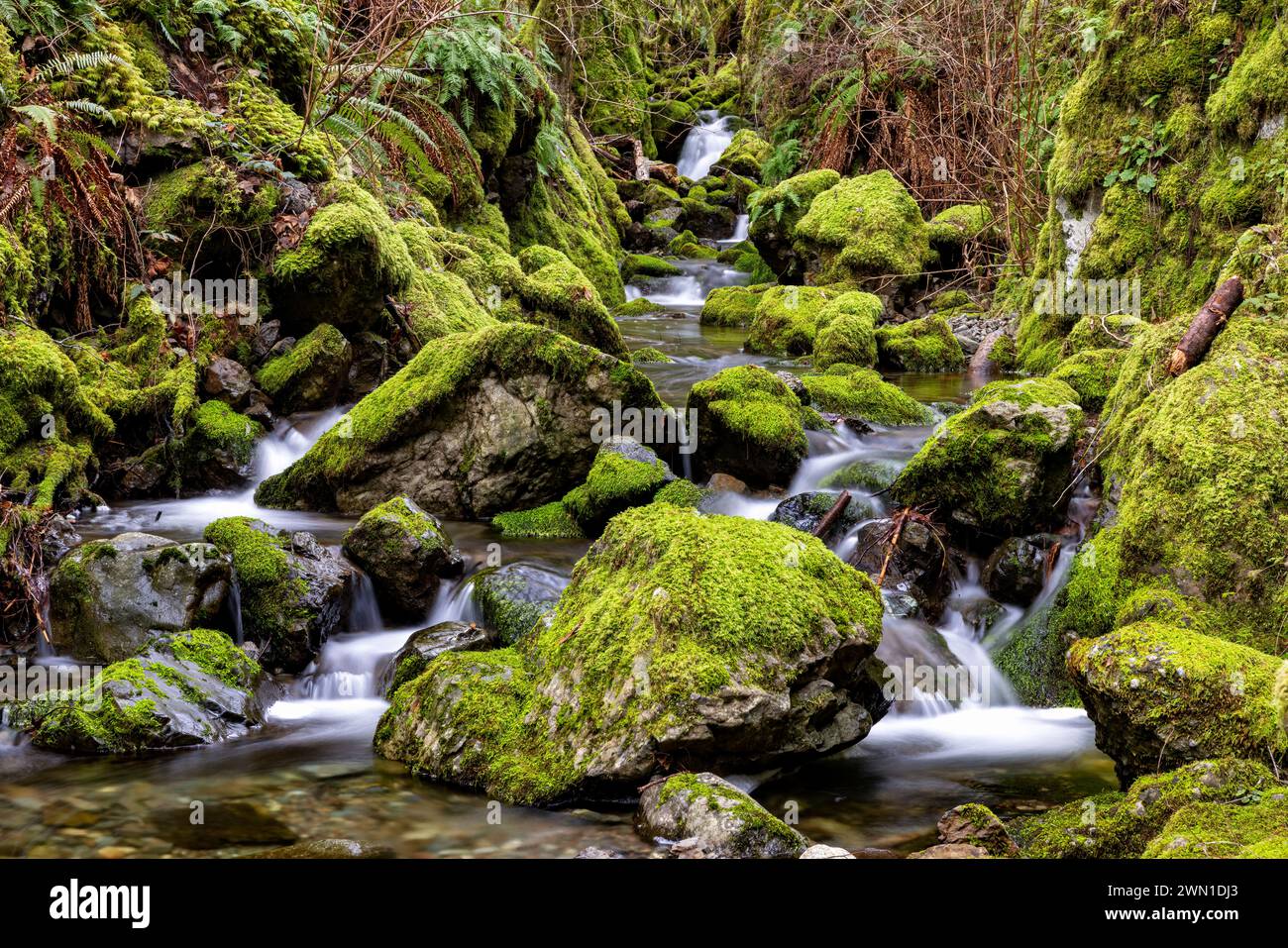 Moss-Covered creek nel Sea-to-Sea Regional Park - Sooke, Vancouver Island, British Columbia, Canada Foto Stock