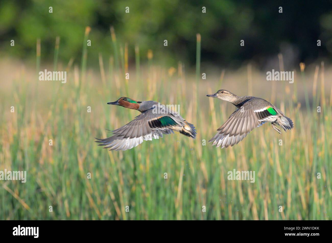 Coppia di tè ad ala verde (Anas crecca) che volano sul lago contro le canne durante la migrazione, Galveston, Texas, USA. Foto Stock