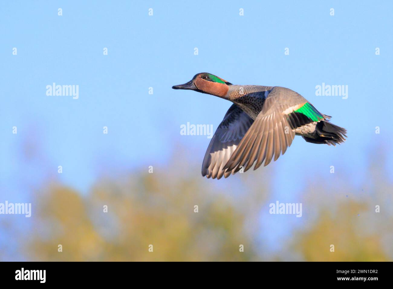 Tè verde alato (Anas crecca) drake sorvola gli alberi, Galveston, Texas, Stati Uniti. Foto Stock