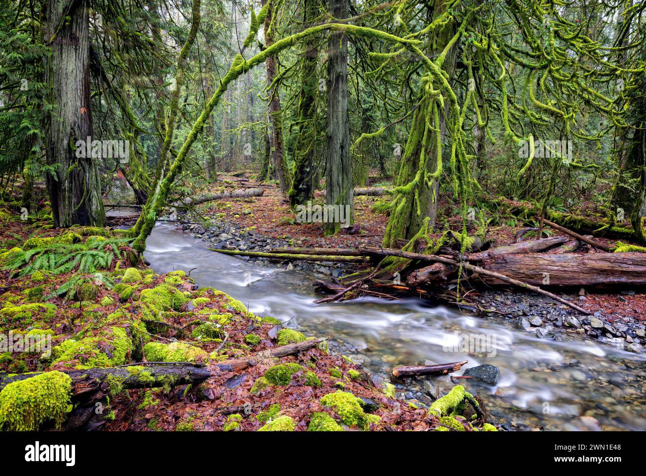 Niagara creek scorre attraverso la lussureggiante foresta nel Goldstream Provincial Park vicino a Victoria, Vancouver Island, British Columbia, Canada Foto Stock