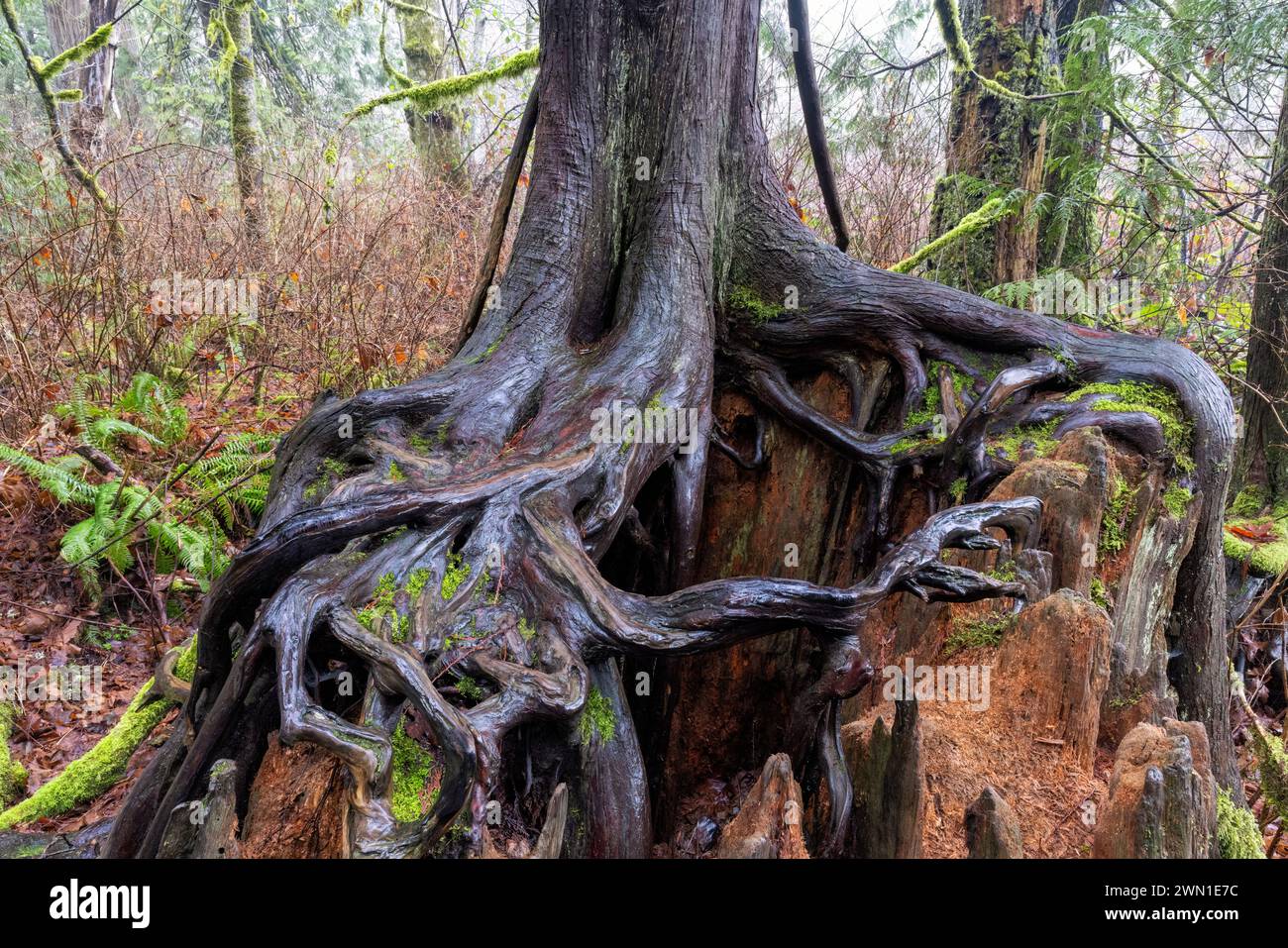 Radici di alberi che crescono sul tronco delle infermiere - Goldstream Provincial Park vicino a Victoria, Vancouver Island, British Columbia, Canada Foto Stock