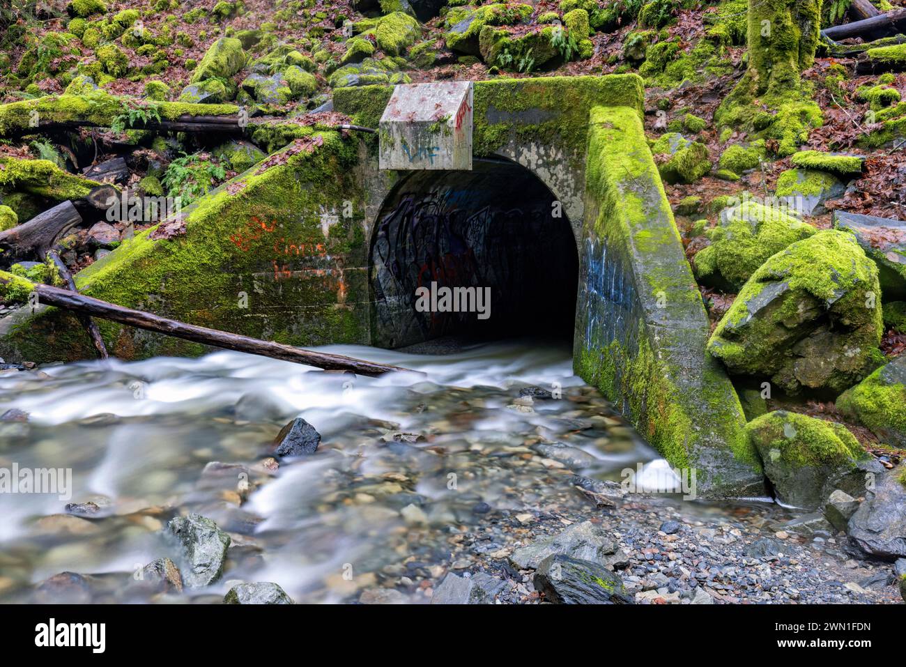 Tombino con faccia coperta di muschio nella roccia lungo Niagara Creek nel Goldstream Provincial Park vicino a Victoria, Vancouver Island, British Columbia, Canad Foto Stock