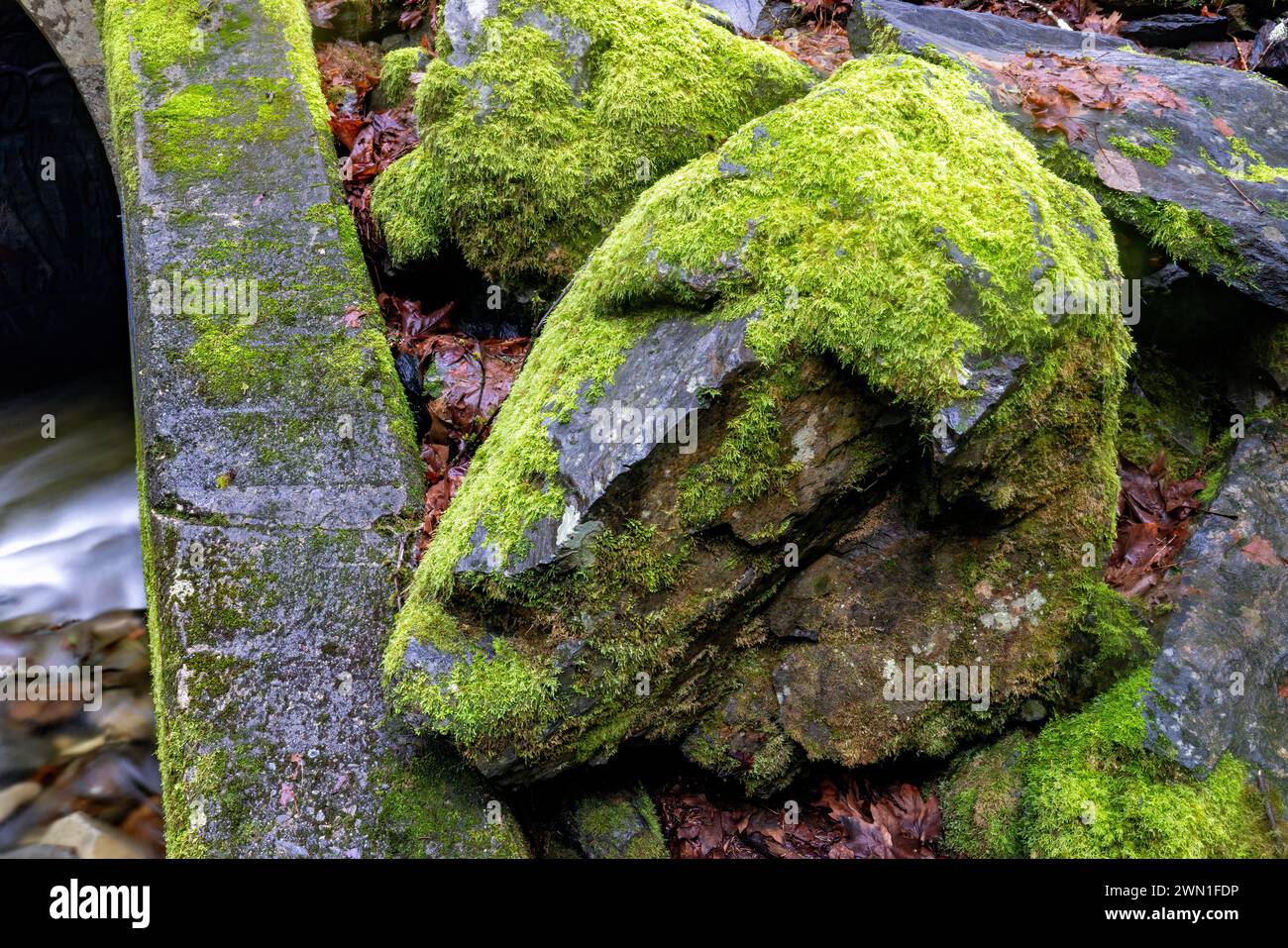 Faccia ricoperta di muschio nella roccia lungo Niagara Creek nel Goldstream Provincial Park vicino a Victoria, Isola di Vancouver, Columbia Britannica, Canada Foto Stock