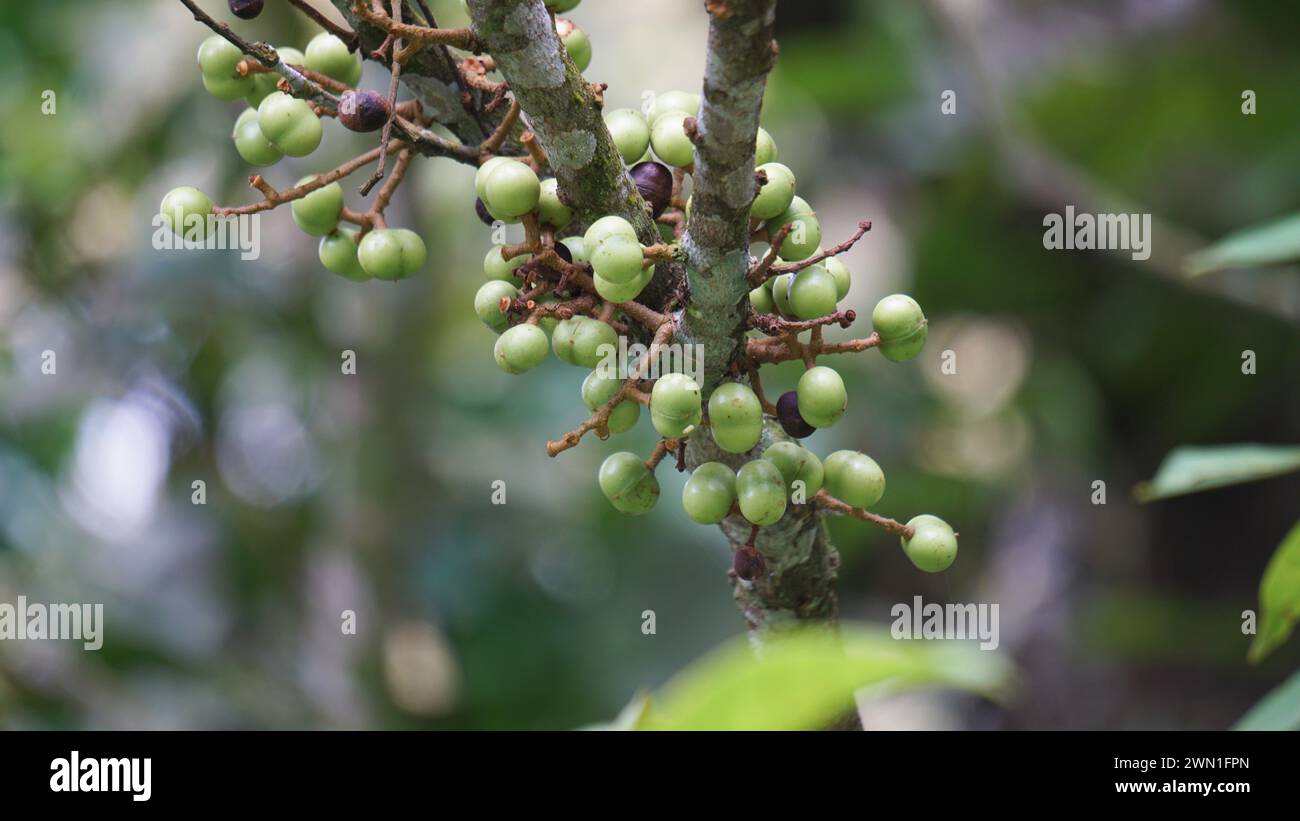 Aporusa lindleyana. L'albero viene raccolto allo stato selvatico per scopi medicinali e per i suoi frutti commestibili Foto Stock