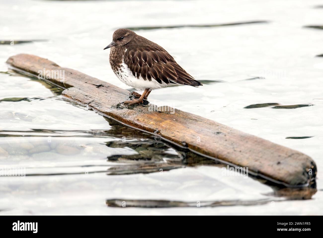 Black Turnstone (Arenaria melanocephala) in piedi su un pezzo di legno galleggiante nella laguna di Esquimalt, Colwood, vicino a Victoria, Isola di Vancouver, Regno Unito Foto Stock