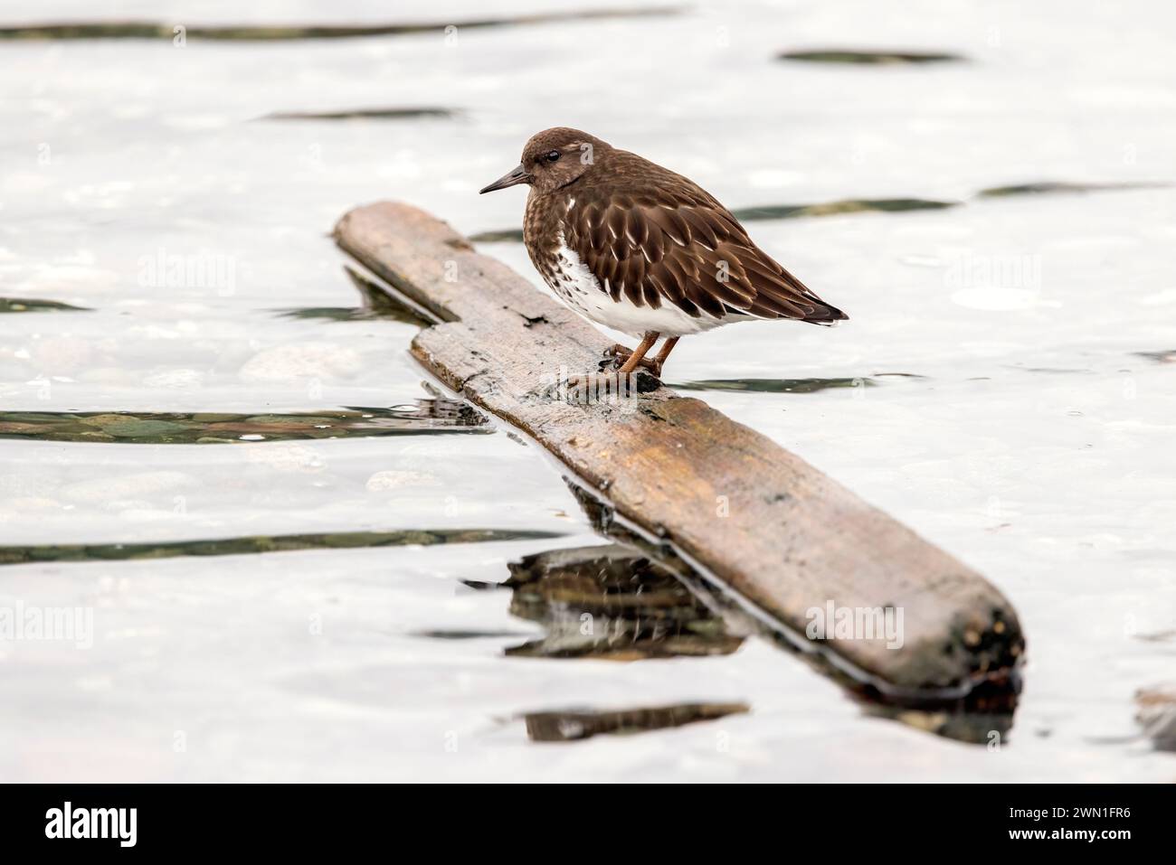 Black Turnstone (Arenaria melanocephala) in piedi su un pezzo di legno galleggiante nella laguna di Esquimalt, Colwood, vicino a Victoria, Isola di Vancouver, Regno Unito Foto Stock