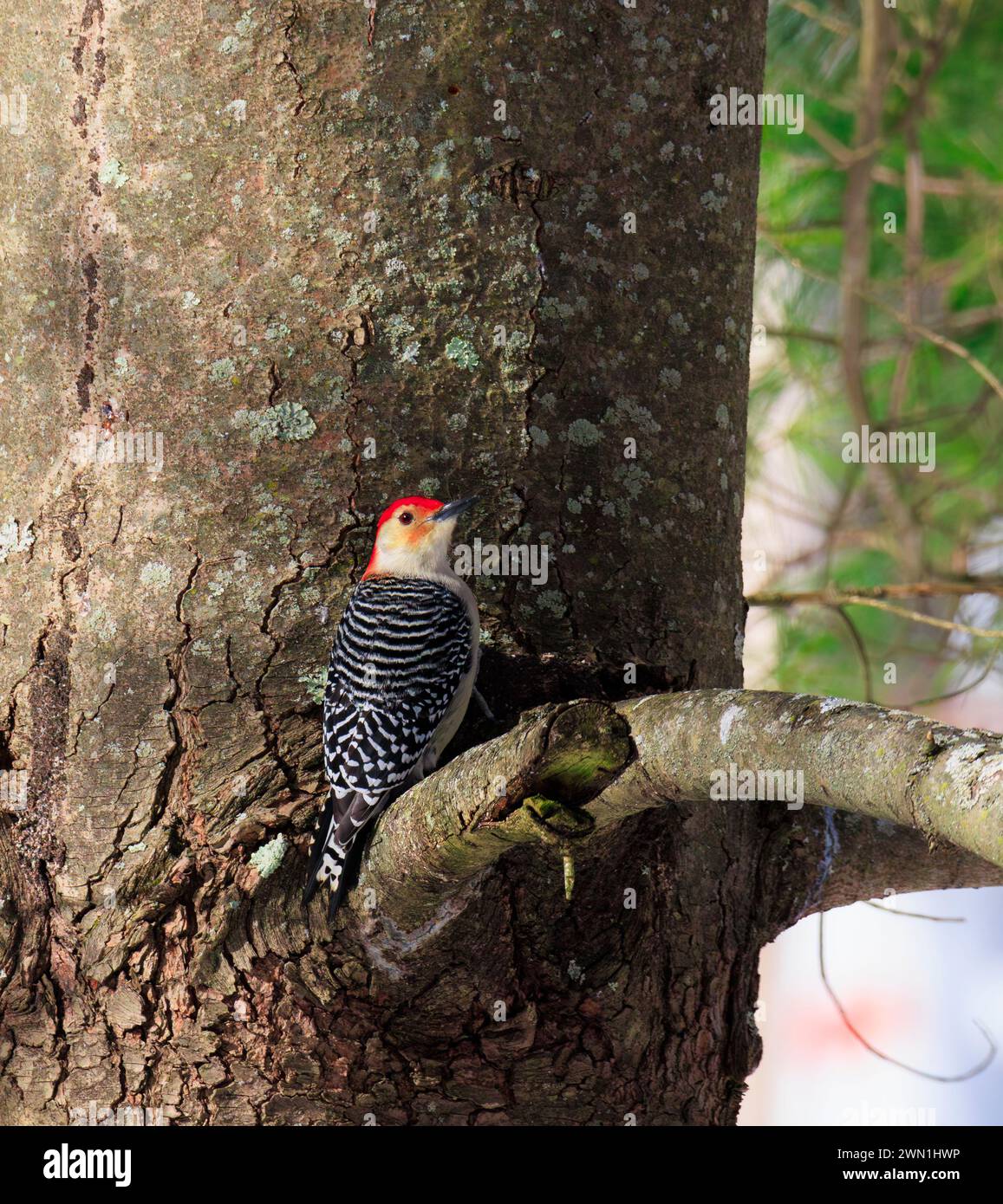 Un picchetto di legno con pancioli rossi arroccato su un profilo di albero sempreverde per la fotocamera Foto Stock