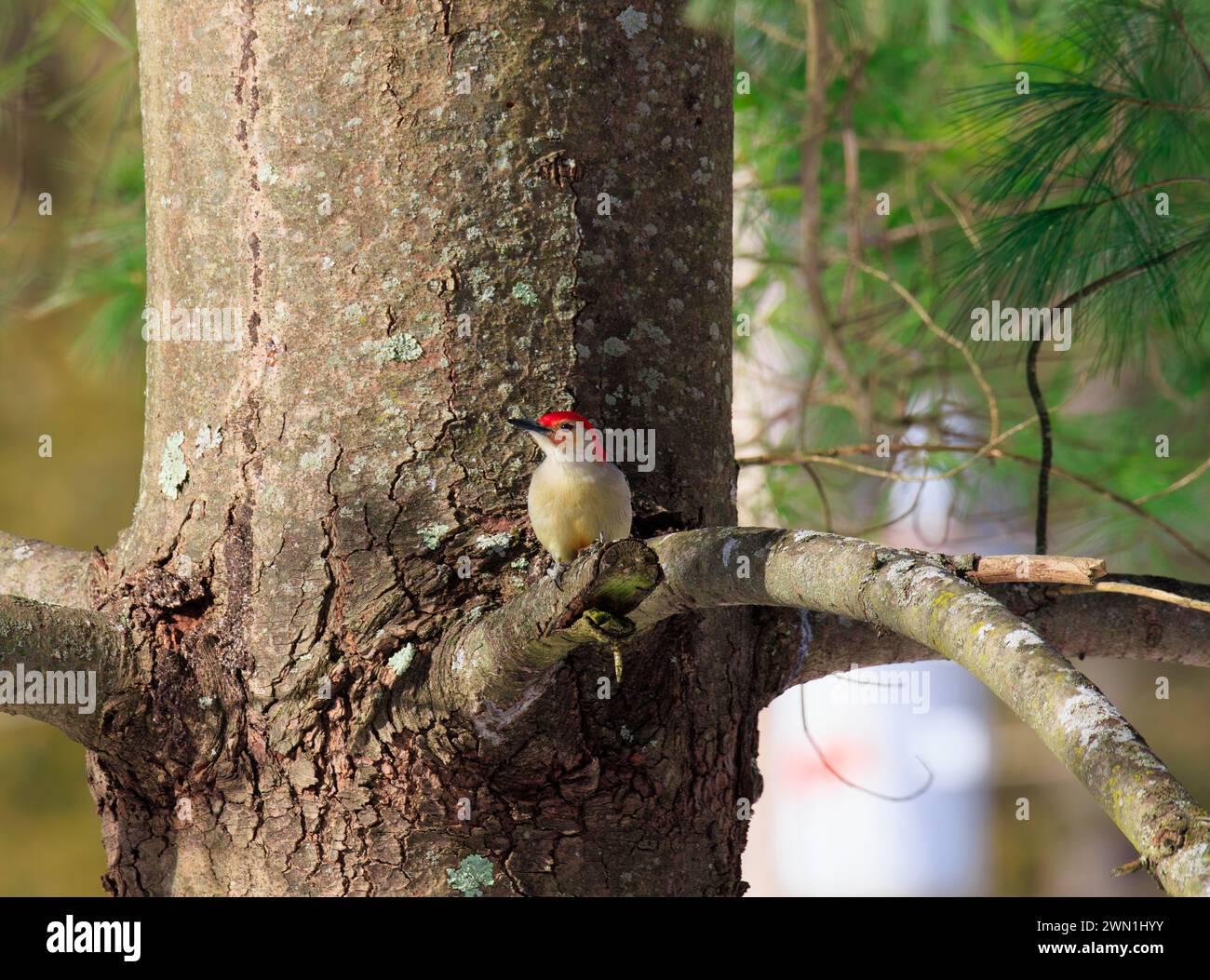 Un picchetto di legno con pancioli rossi arroccato su un profilo di albero sempreverde per la fotocamera Foto Stock