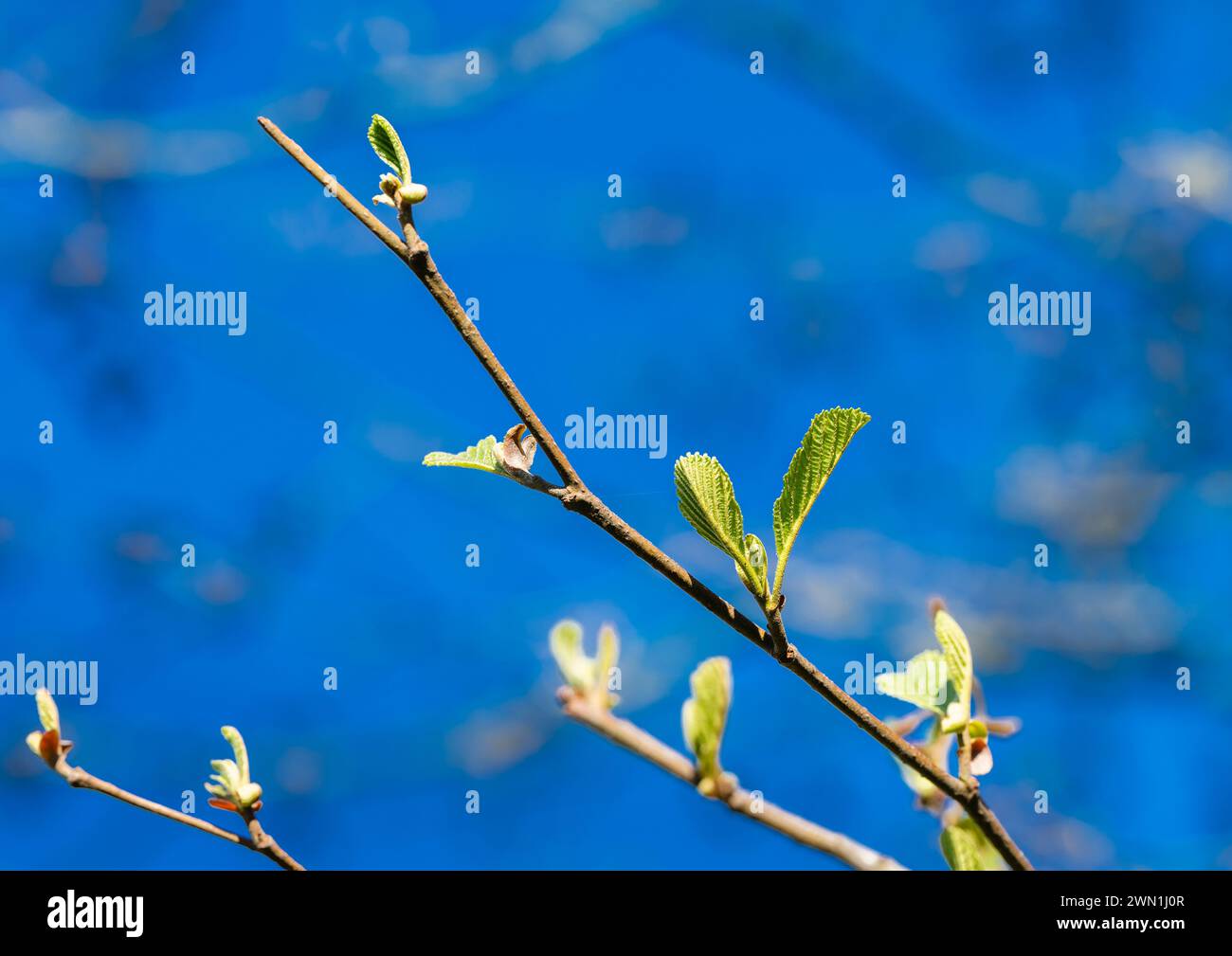 Foglie verdi giovani e fresche di ontano (Alnus glutinosa) ad aprile, Peterborough, Cambridgeshire, Inghilterra Foto Stock