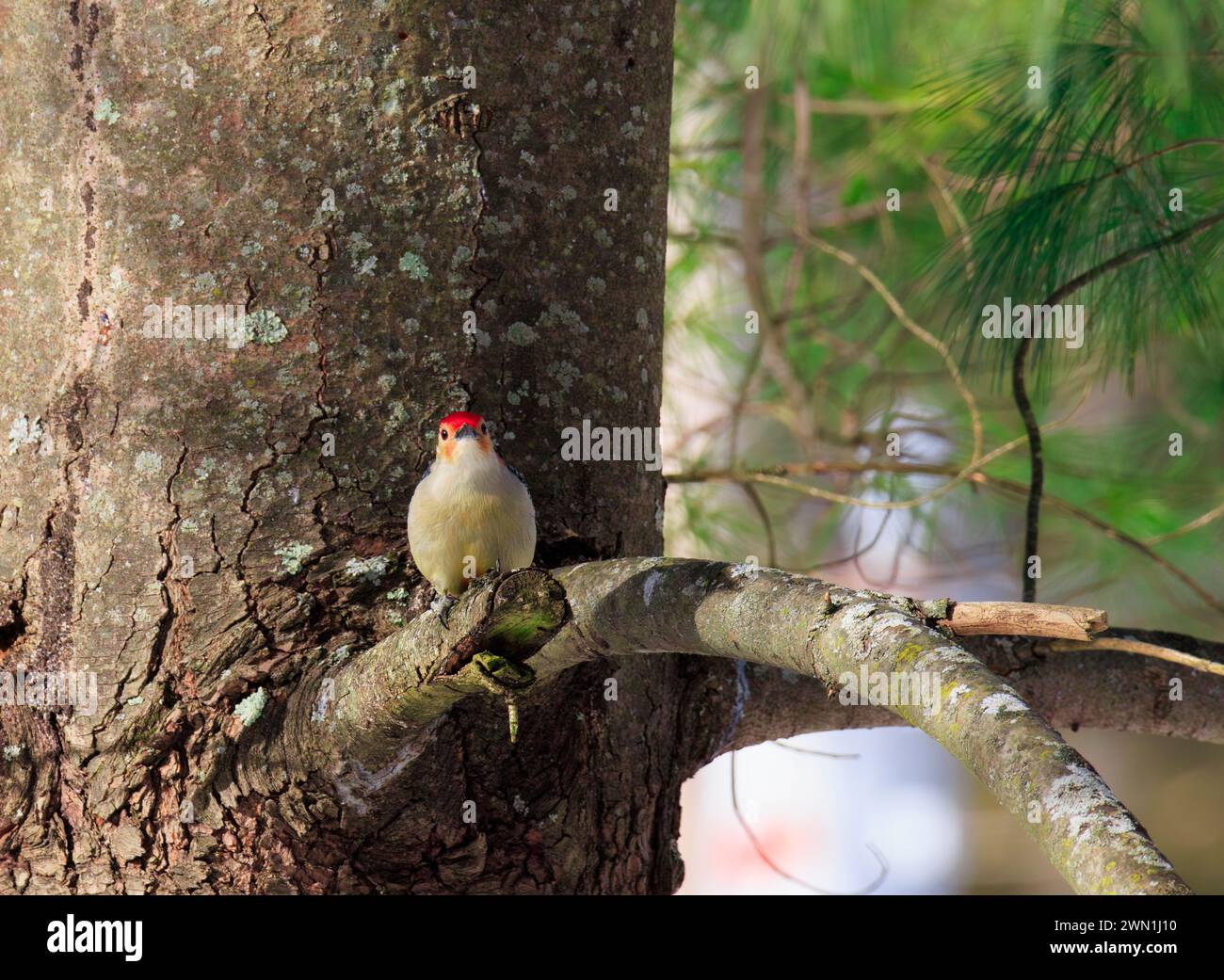 Un picchetto di legno con pancioli rossi arroccato su un profilo di albero sempreverde per la fotocamera Foto Stock