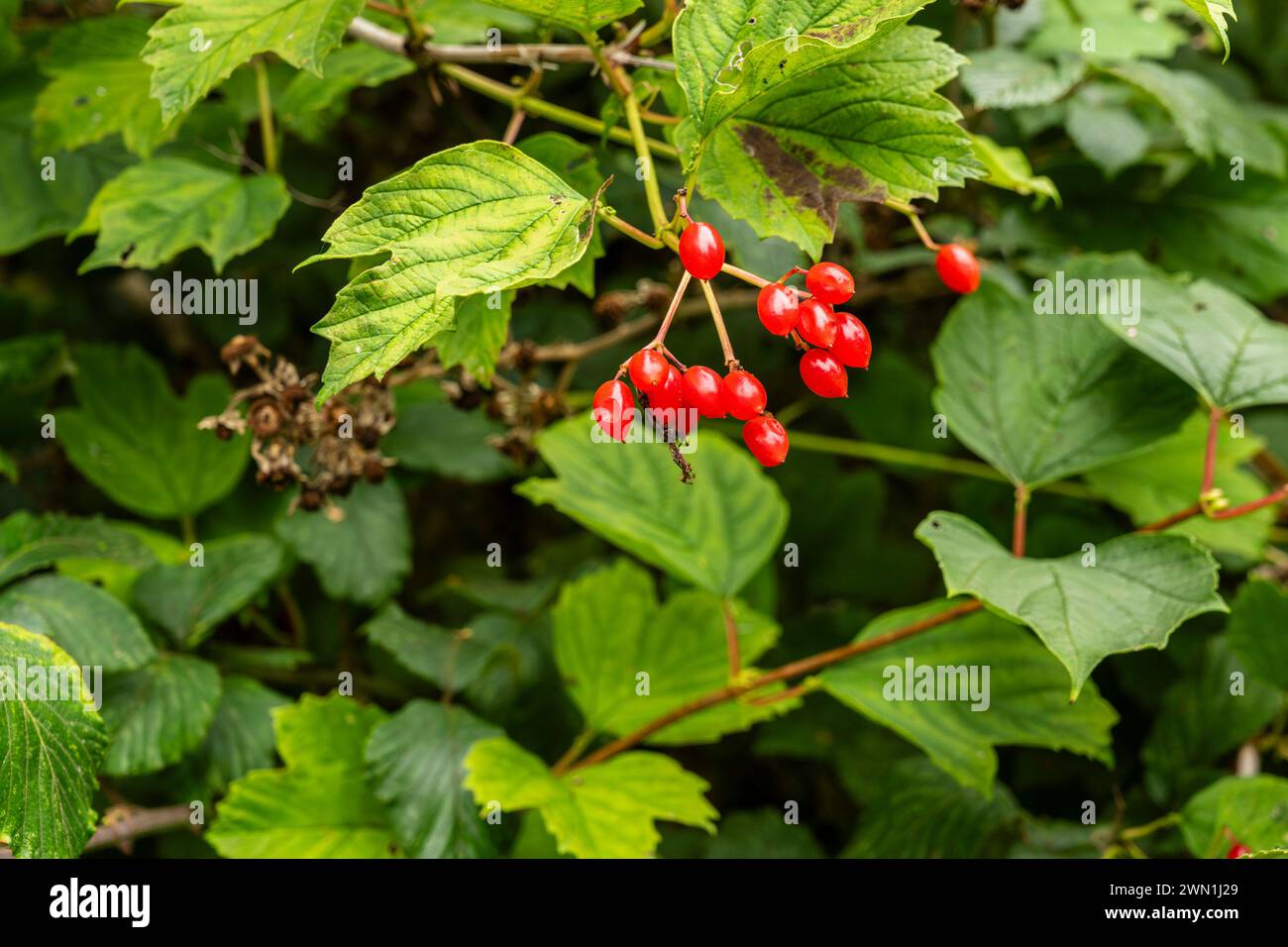 Bacche rosse di rosa anziana (Viburnum opulus) nel bosco nativo, in ottobre, Peterborough, Cambridgeshire, Inghilterra Foto Stock