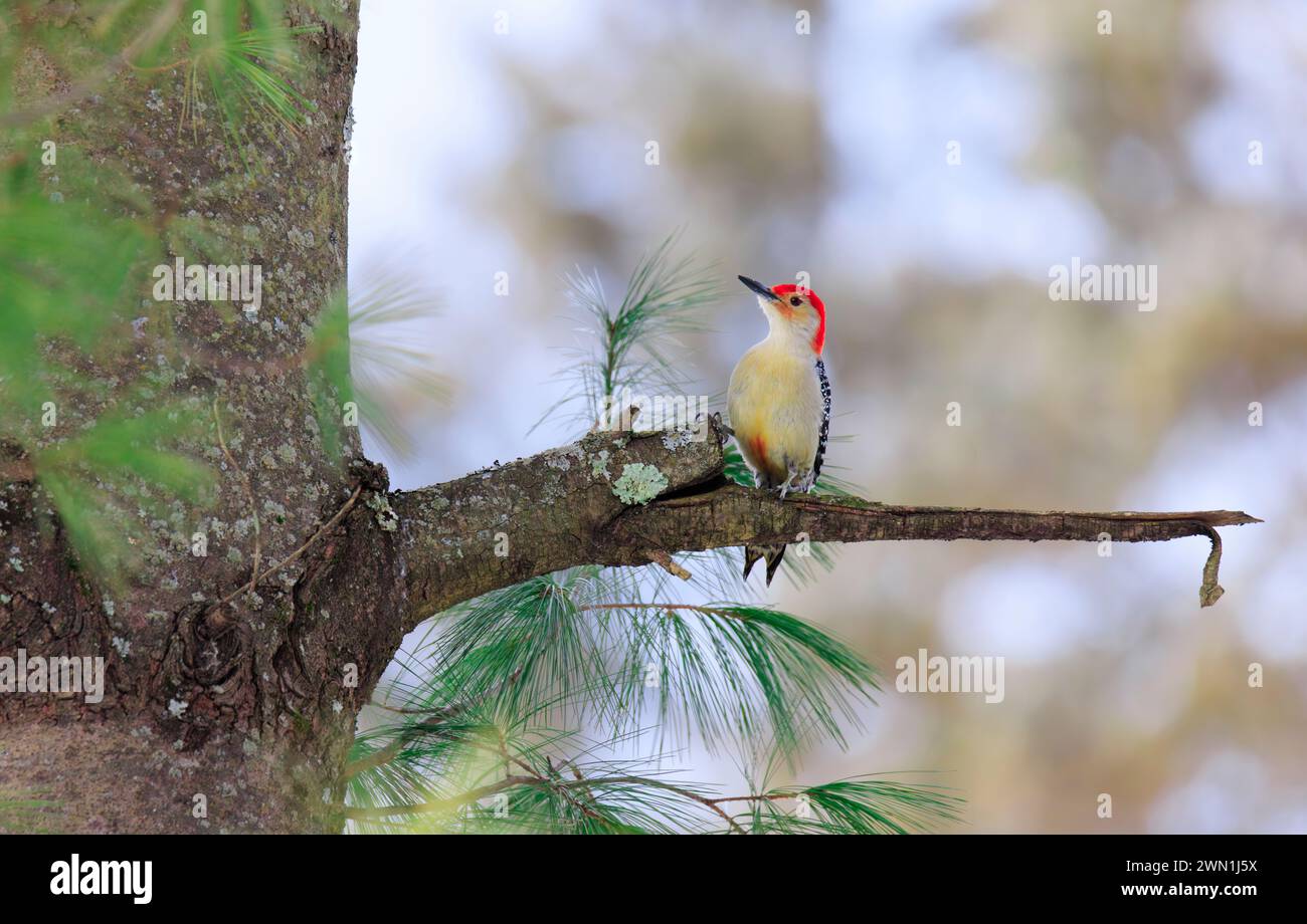 Un picchetto di legno con pancioli rossi arroccato su un profilo di albero sempreverde per la fotocamera Foto Stock