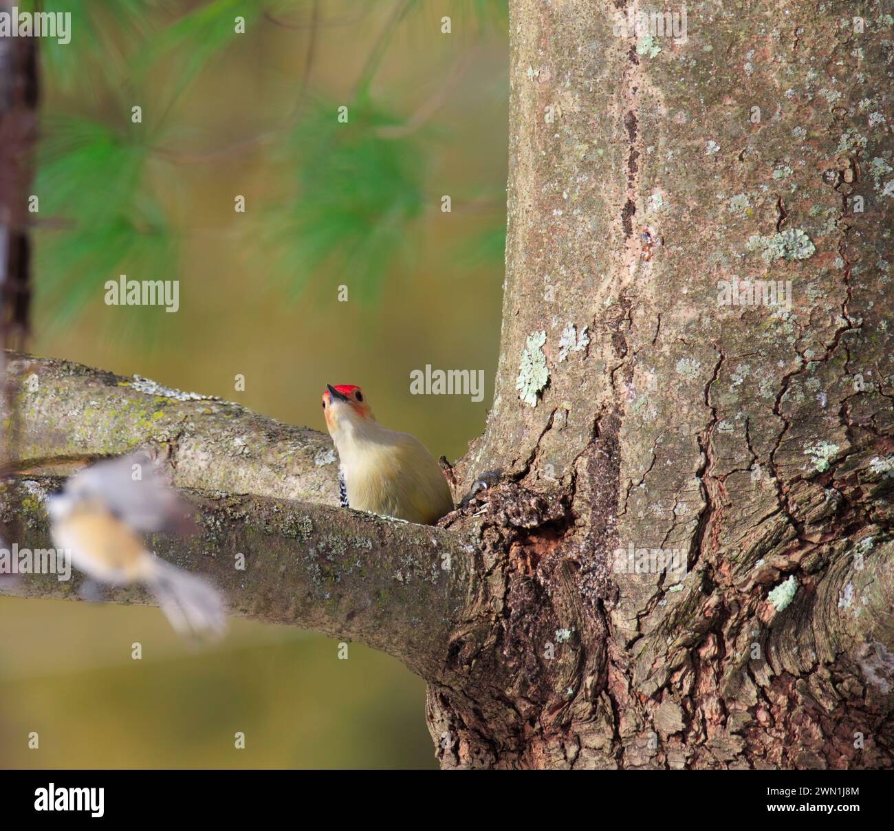 Un picchetto di legno con pancioli rossi arroccato su un profilo di albero sempreverde per la fotocamera Foto Stock