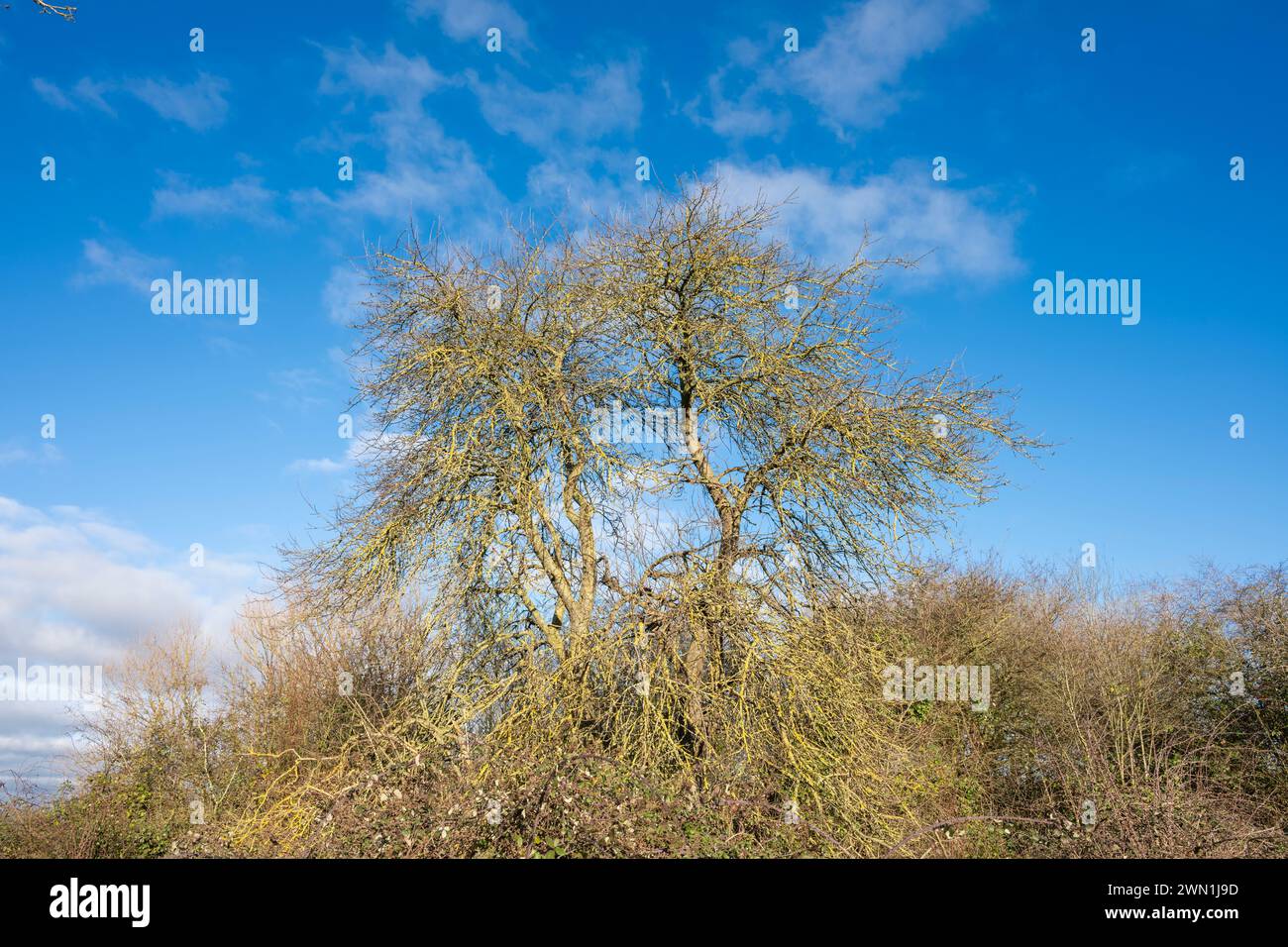 Albero di biancospino in inverno contro un cielo azzurro con nuvole di cumulus sparse, riserva naturale locale Eye Green, Peterborough Foto Stock