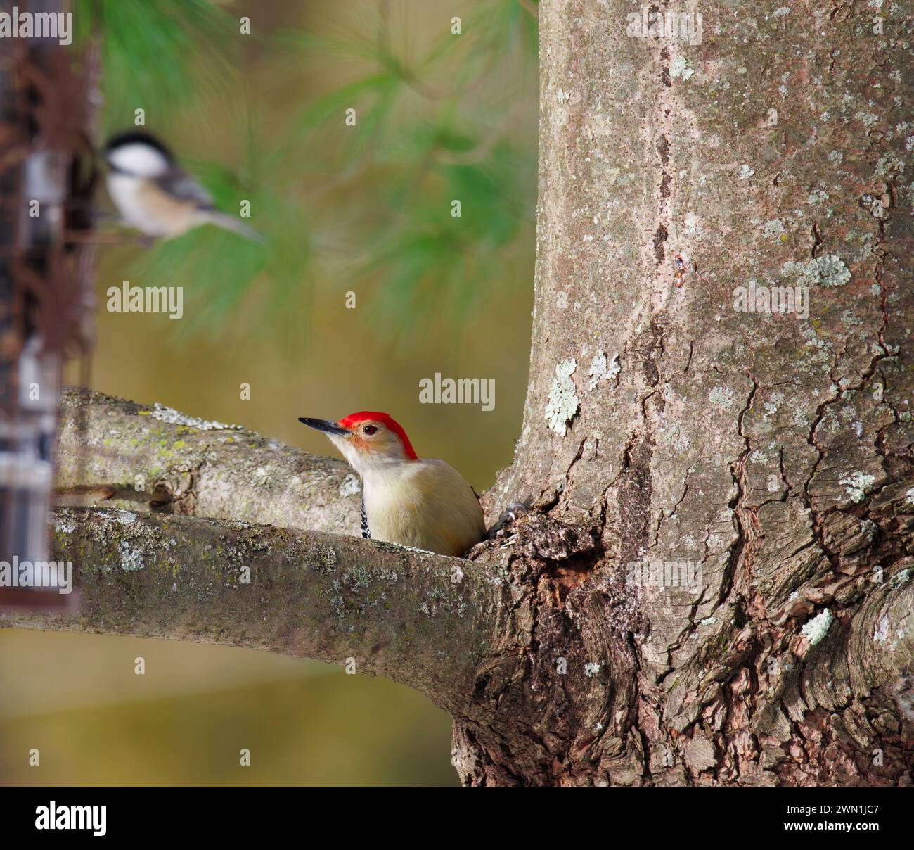Un picchetto di legno con pancioli rossi arroccato su un profilo di albero sempreverde per la fotocamera Foto Stock