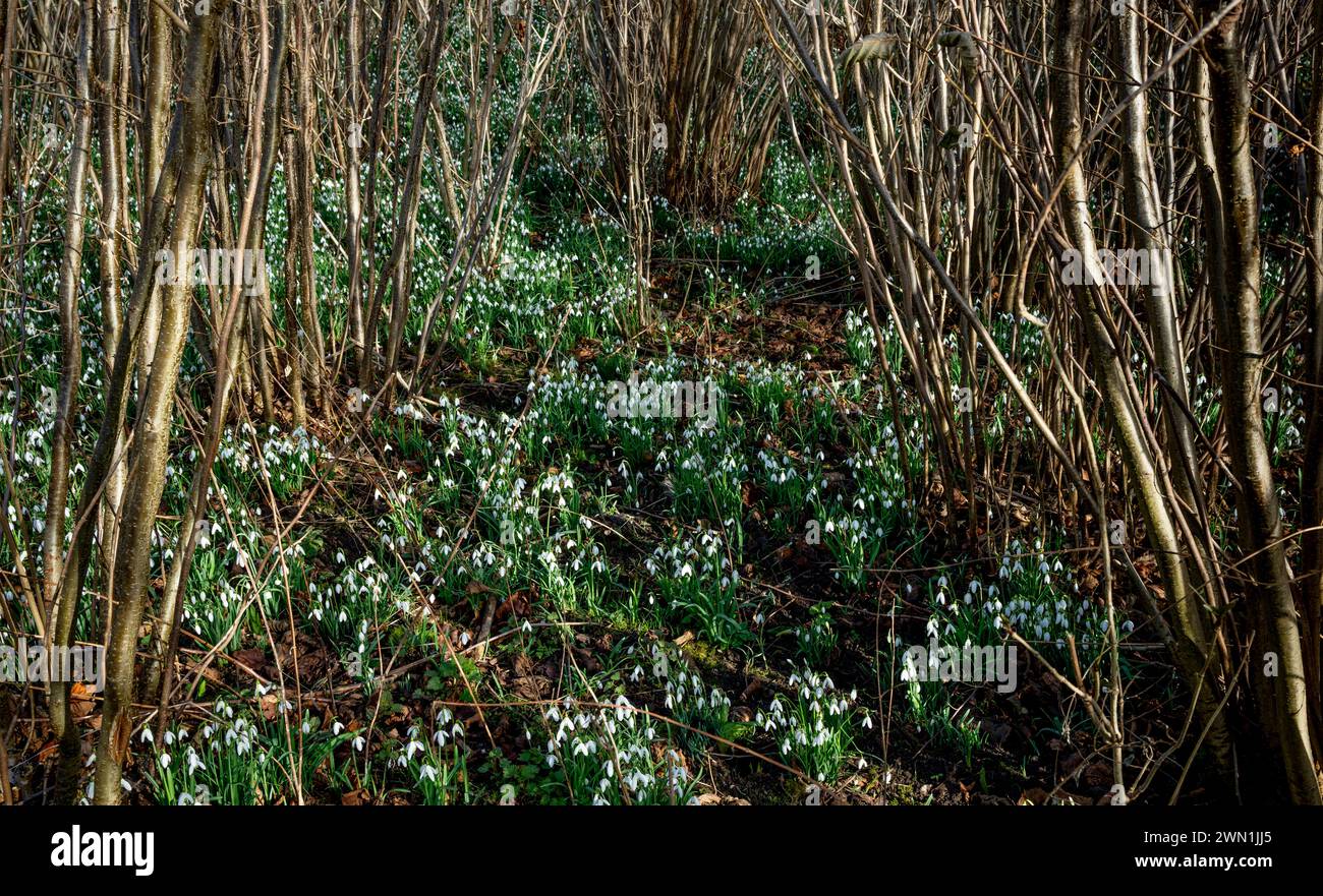 Gocce di neve (Galanthus nivalis) fioriscono a febbraio nel bosco di noccioli vicino a Peterborough, Cambridgeshire, Inghilterra Foto Stock