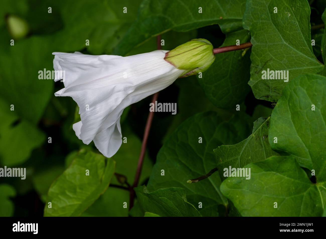 Hedge bindweed (Calystegia sepium) fiorito in ottobre nel Cambridgeshire, Inghilterra orientale Foto Stock